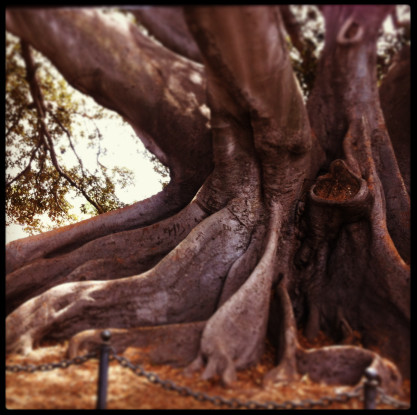 Australian Moreton Fig Tree