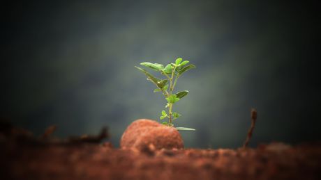 seedling bursting through the earth