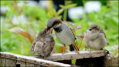 sparrow feeding a baby sparrow