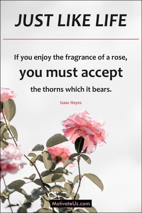 beautiful roses and a quote by Isaac Hayes