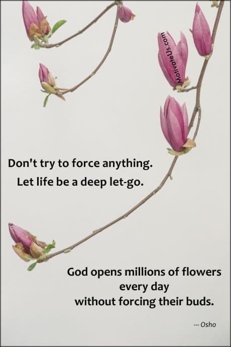 beautiful flowers in bud with Osho quote