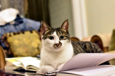 cat ona table and a book